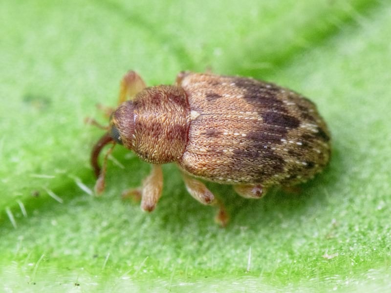 Lignyodes bischoffi (Blatchley, 1916)